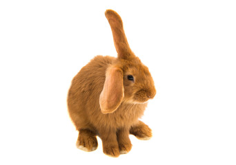 Red rabbit isolated