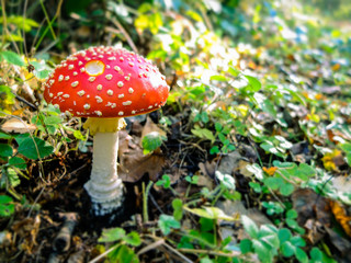 Fairy mushroom in the forest