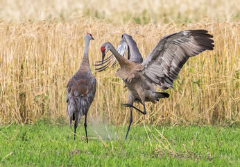 Sandhill Crane Dance