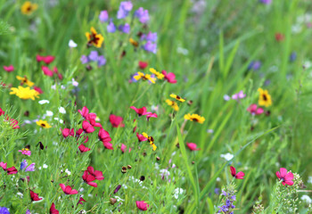 Fototapeta premium meadow with multi colored flowers