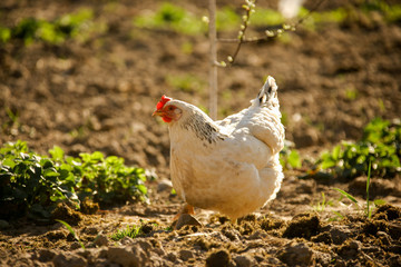 Chicken