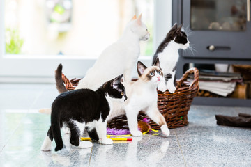 Cute kittens looking with curiosity in apartment