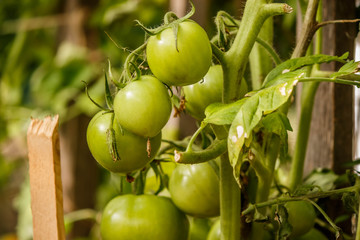 green unripe tomatoes on a branch in greenhouse