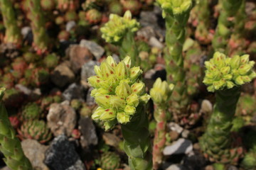 "Rolling Hen and Chicks" flowers (or Fransen-Hauswurz) in St. Gallen, Switzerland. Its Latin name is Jovibarba Globifera subsp. Hirta (Syn Sempervivum Globiferum), native to central - southern Europe.