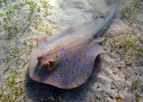 Blaupunkt Stechrochen