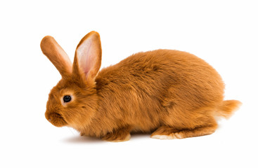 Red rabbit isolated