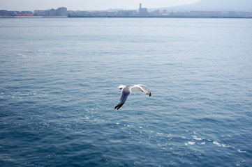 Gull