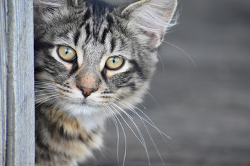 Fototapeta premium Closeup of Cat