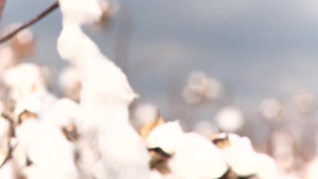 Close up, cotton plants blow in wind