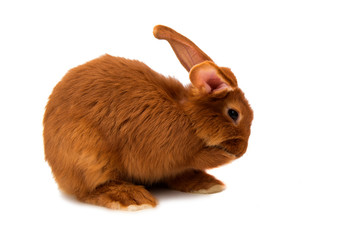 Red rabbit isolated