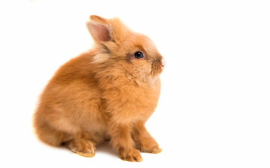 beautiful red-haired rabbit sitting isolated