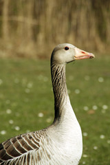 Graugans