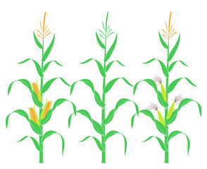 Corn stalk. Isolated corn on white background  © oleg7799