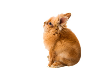 beautiful red-haired rabbit sitting isolated