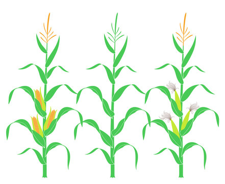 Corn stalk. Isolated corn on white background 