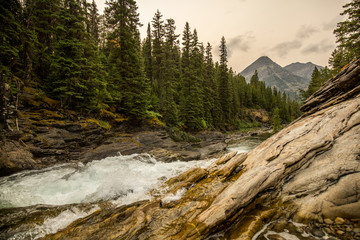 river rapids with pine forest