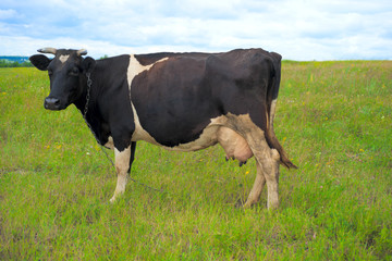 Cow on a summer pasture.