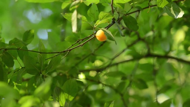single yellow plum on a tree in the sun and summer
