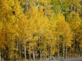 Birch trees, Cedar Breaks Utah