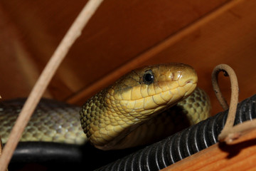 colubro di Esculapio (zamenis longissimus)