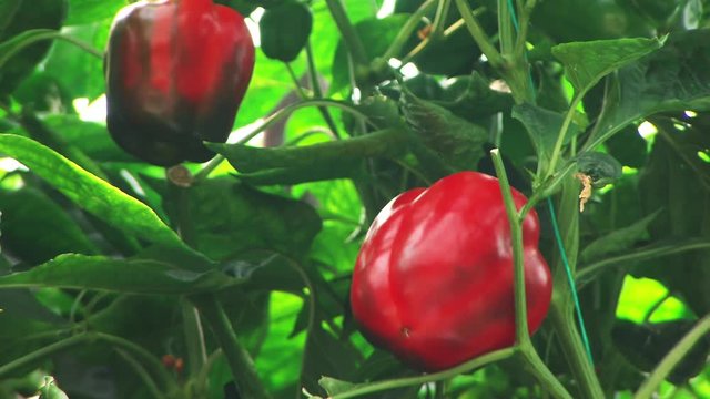 Tilt up, red bell pepper on tree