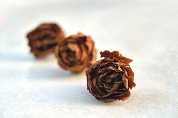 Three wilted flowers over a white surface