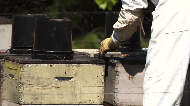 Close up, beekeepers check on bees
