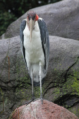Fototapeta premium African Marabu (Leptoptilos crumeniferus)