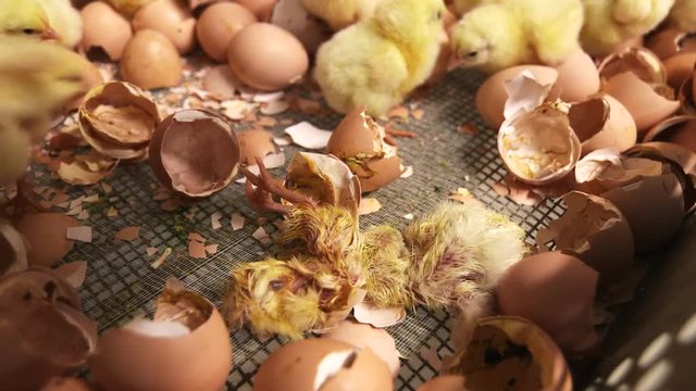 Baby chicks hatched from eggs in poultry farm