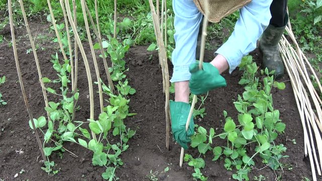 Gardener dig dry wooden twigs sticks for young peas sprouts in spring