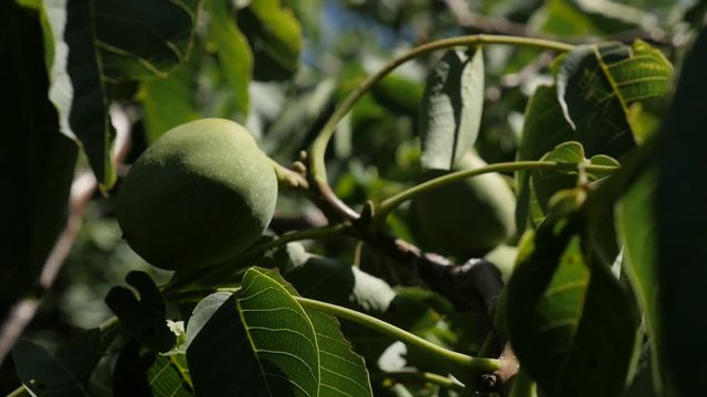 Green Juglans seeds slow-mo close-up FullHD footage - Slow motion of walnut tree branches HD video 