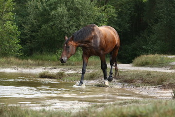 Braunes Pferd frei am See in der Heide