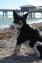 perro en playa