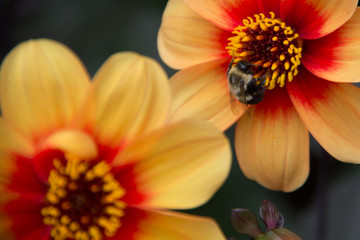 Bee on yellow flower