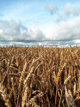 Wheat Crop