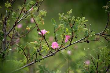 Pink bud in springtime