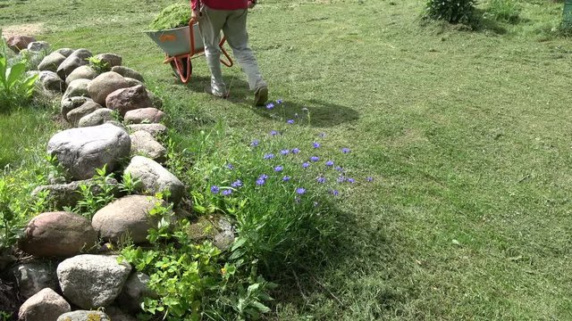 Gardener in farm transporting cutted grass  with wheelbarrow