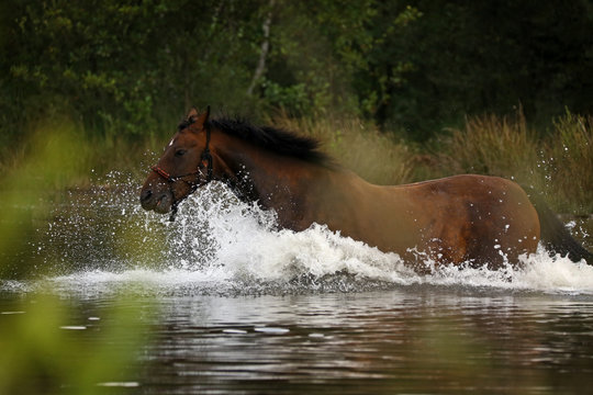 Braunes Pferd in Freiheit am See in der Heide