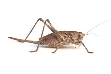 Female Shieldback Katydid