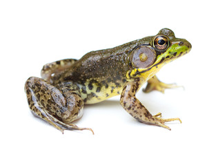 Fototapeta premium Green Frog on a White Background