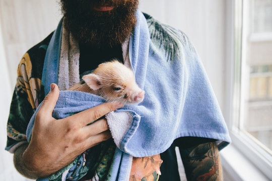 Minipig in towel after bath
