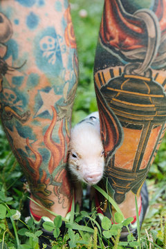 Adorable minipig walking through male tattooed legs