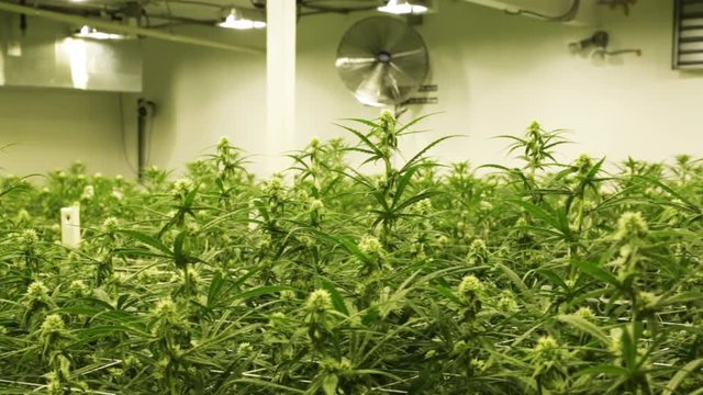 Marijuana plants growing in greenhouse