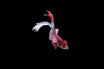 Obraz premium Capture the moving moment of red and white Siamese fighting fish , betta fish isolated on black background.