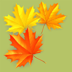 Autumn background and leaves of a maple