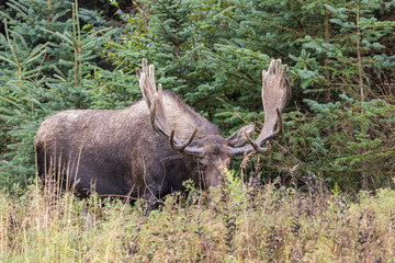 Alaska Yukon Bull Moose in Velvet