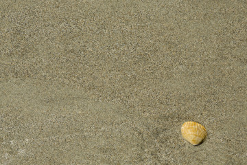 Fototapeta na wymiar Sea Shell in the Sand
