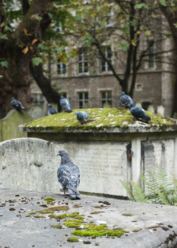 headstones in old cemetery