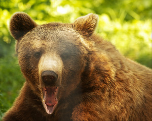 bear growl 