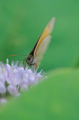 Obraz premium Beautiful grey butterfly on flower in summer